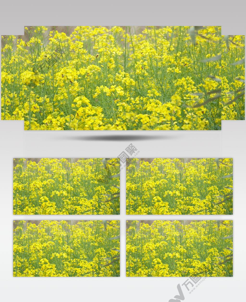 春天农村田野油菜花蜜蜂采蜜