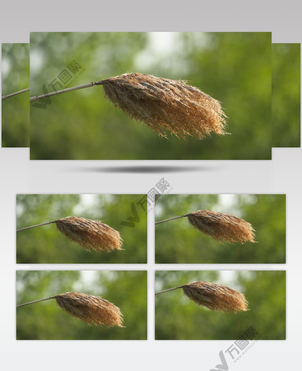 秋天枯黄的芦苇随风摇摆特写