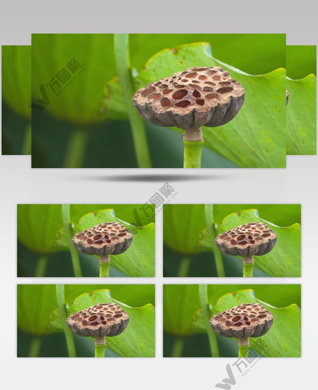 枯萎凋谢的莲蓬莲子荷花荷叶