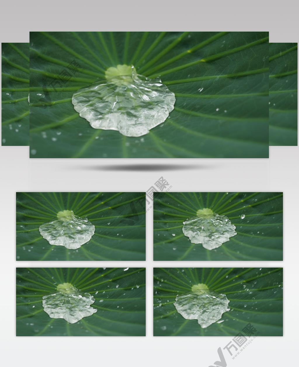 荷叶雨滴水珠慢动作慢镜头升格
