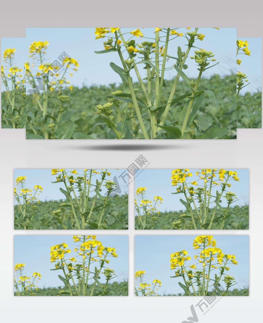 春天乡村田野油菜花菜籽盛开