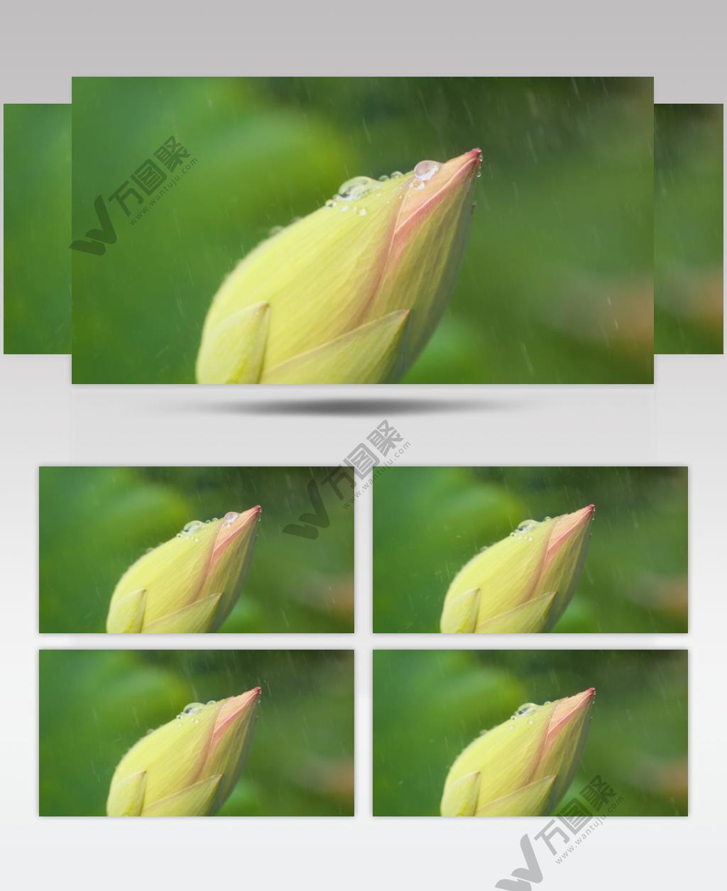 下雨水滴水珠滋润含苞待放荷花