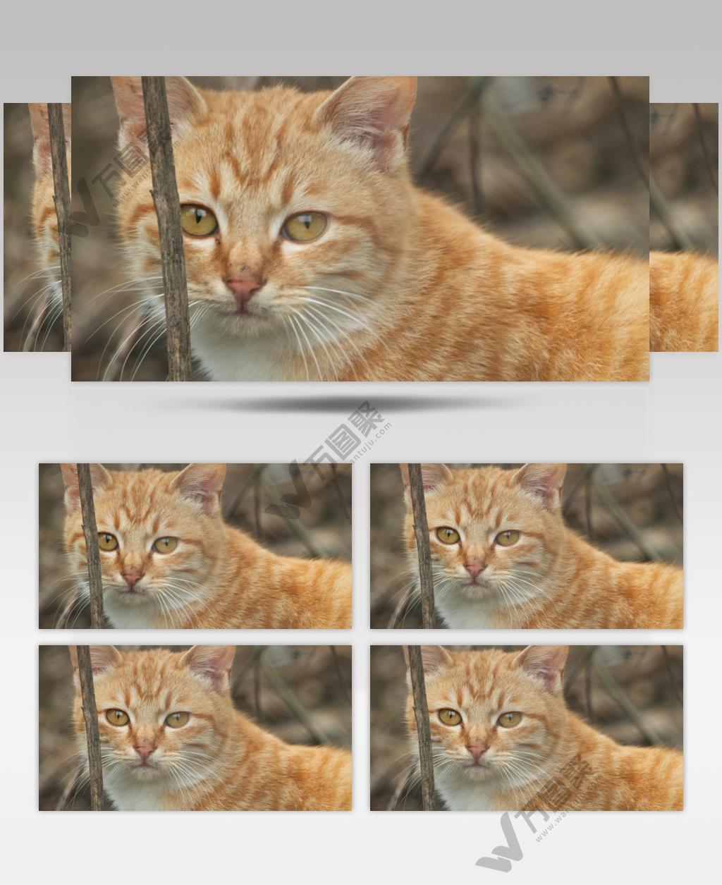 农村冬天一只可爱的猫咪橘猫