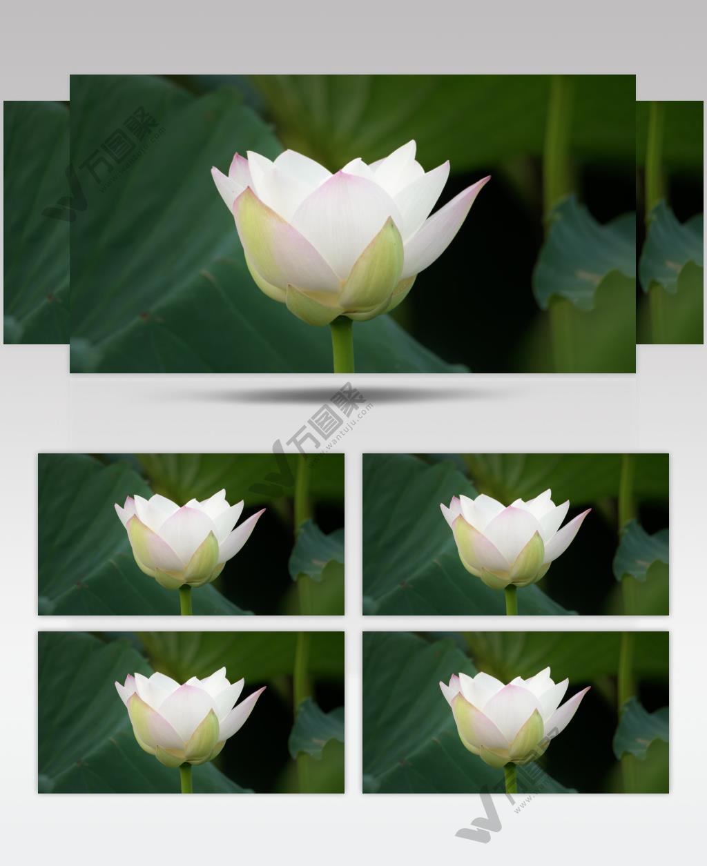 夏天傍晚荷花荷叶莲蓬池塘特写