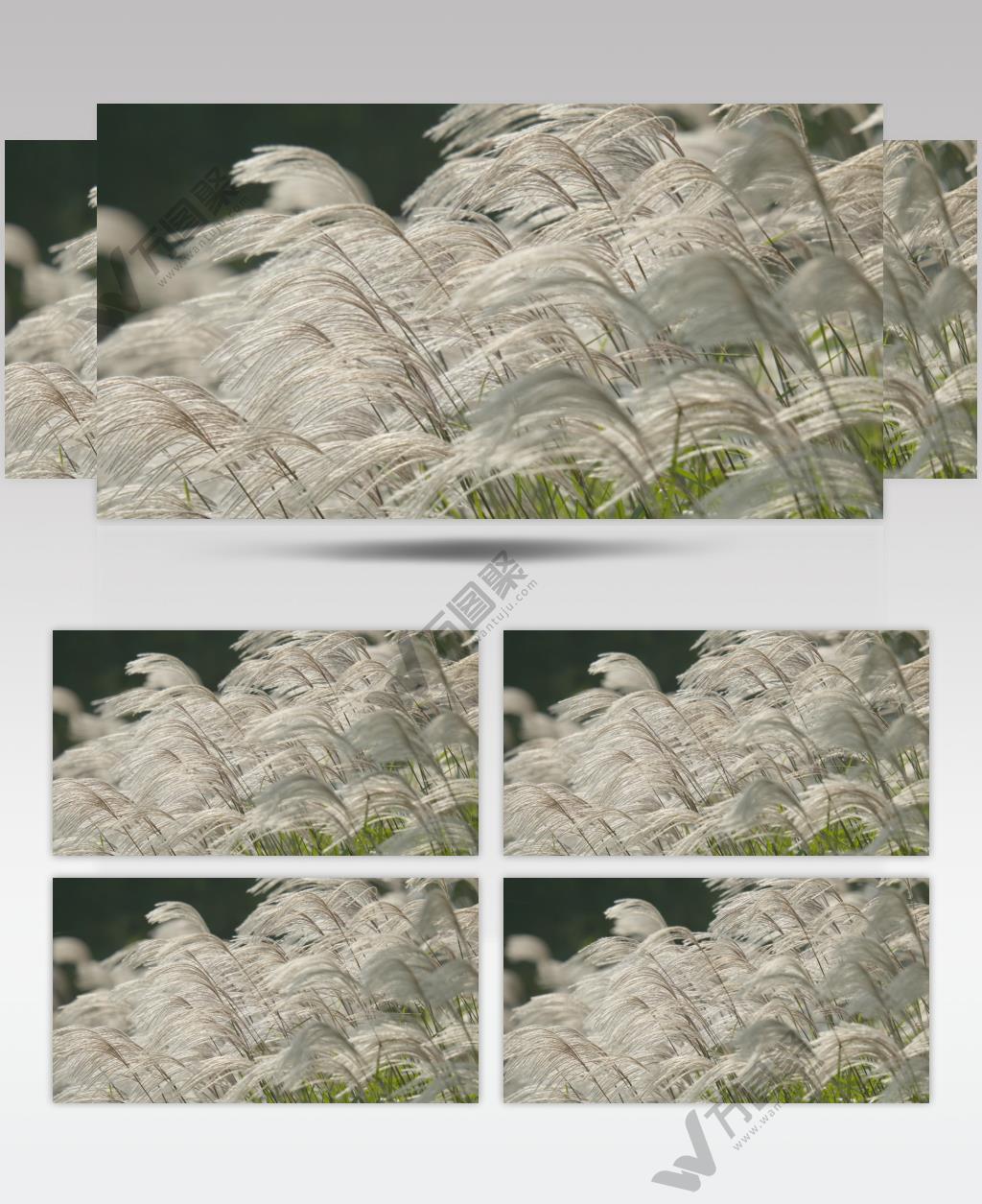 秋天河边芦苇芒荻随微风摇摆