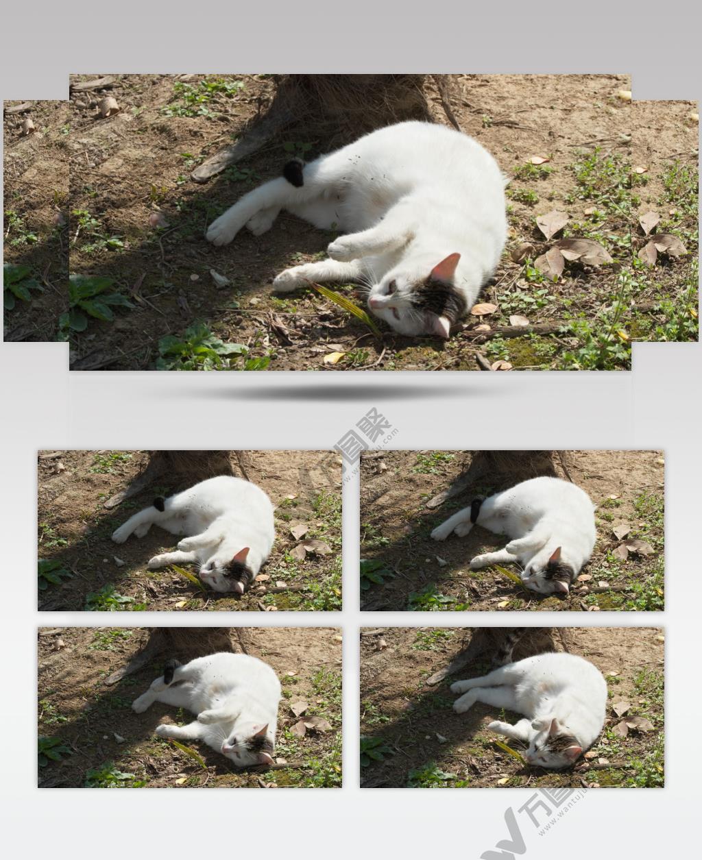 春天怀孕的流浪母猫地上打滚