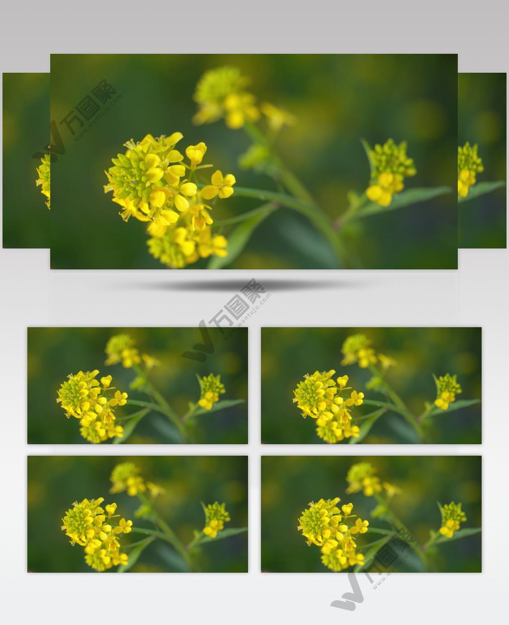 春天油菜花油菜籽微距特写