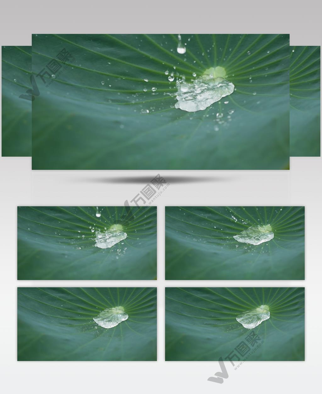 荷叶水滴慢镜头慢动作升格