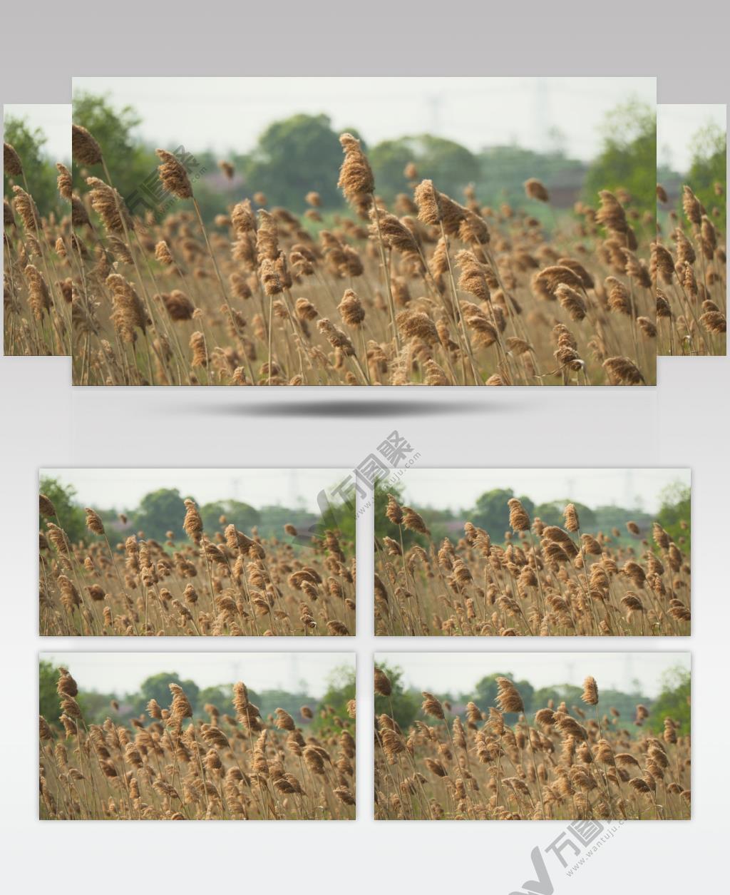 秋天刮大风天芦苇随风摇摆