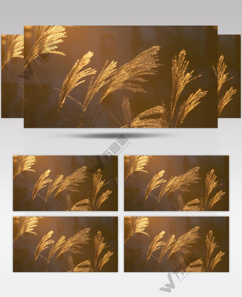 秋天黄昏夕阳光照射在芦苇上