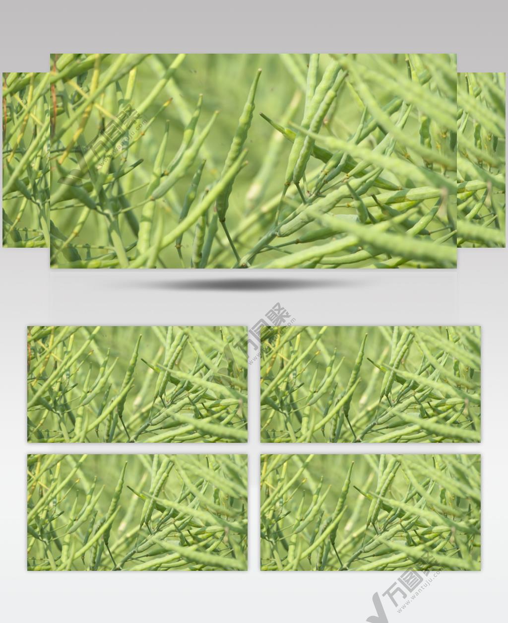 春天农村油菜花油菜籽特写