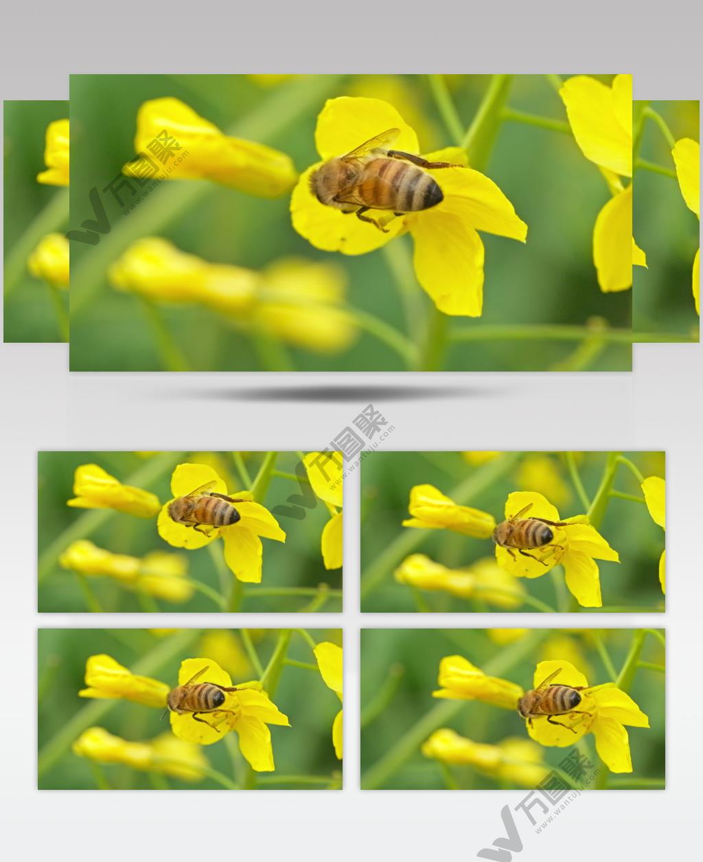 蜜蜂油菜花采蜜慢镜头慢动作升格