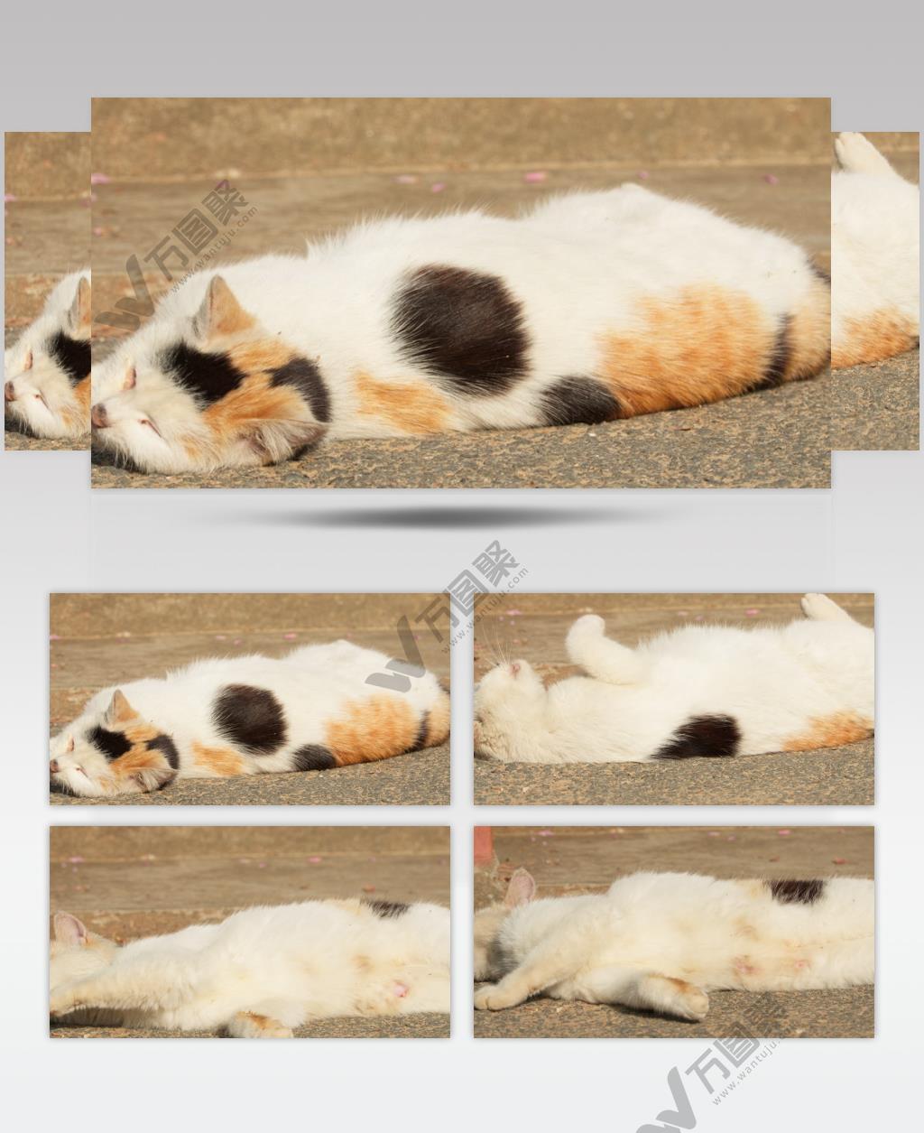 春天清晨流浪猫在地上打滚