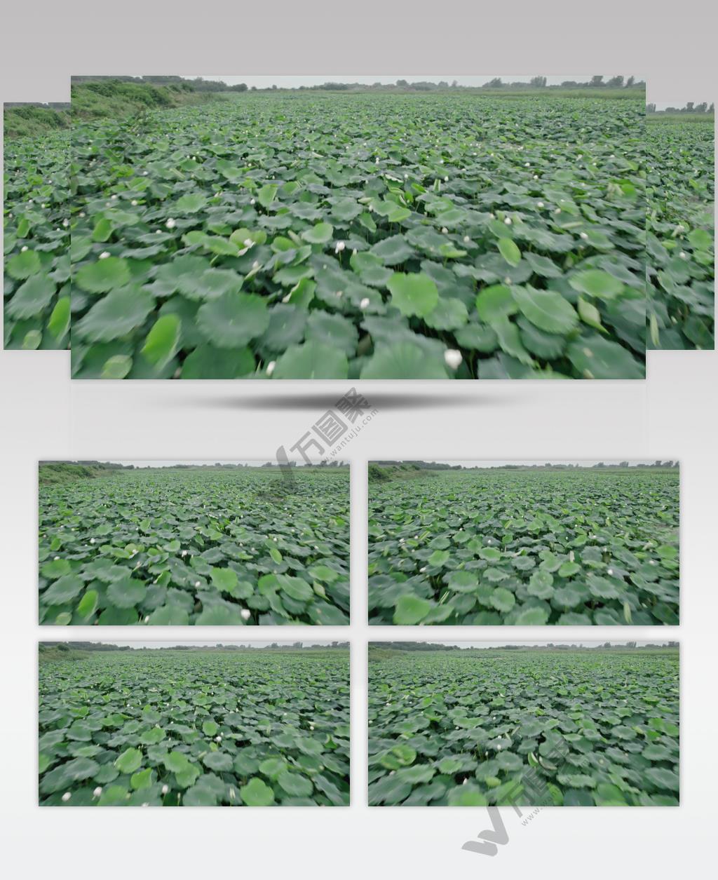 荷叶荷花无人机航拍俯视鸟瞰