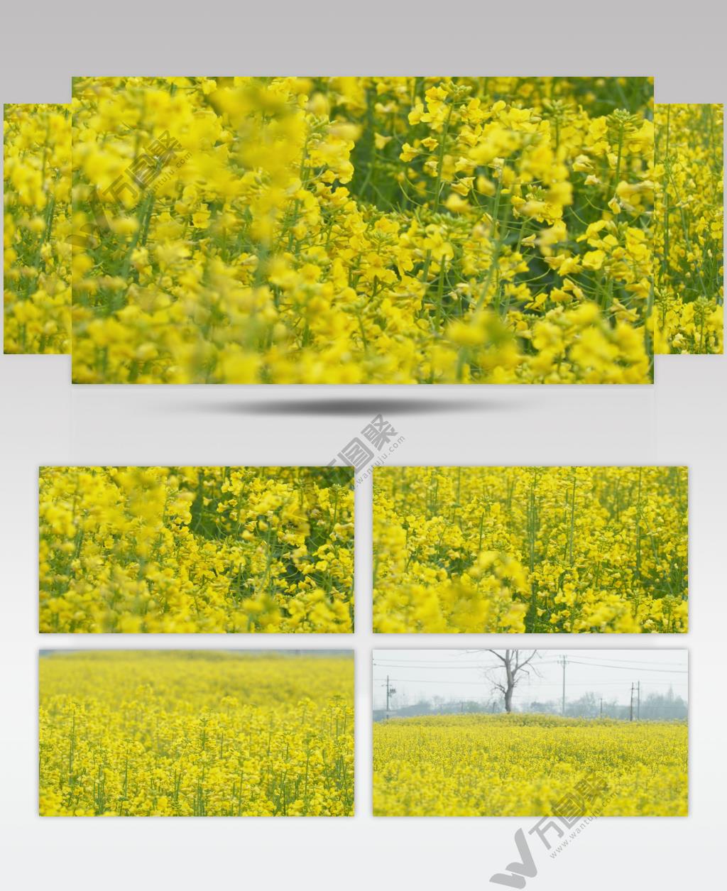 春天乡村田野一大片油菜花海