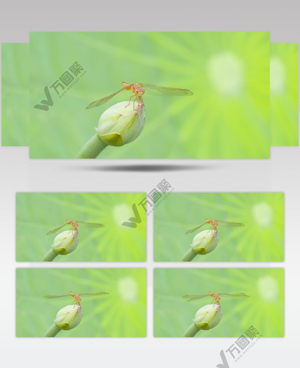 清晨含苞待放的荷花上红蜻蜓