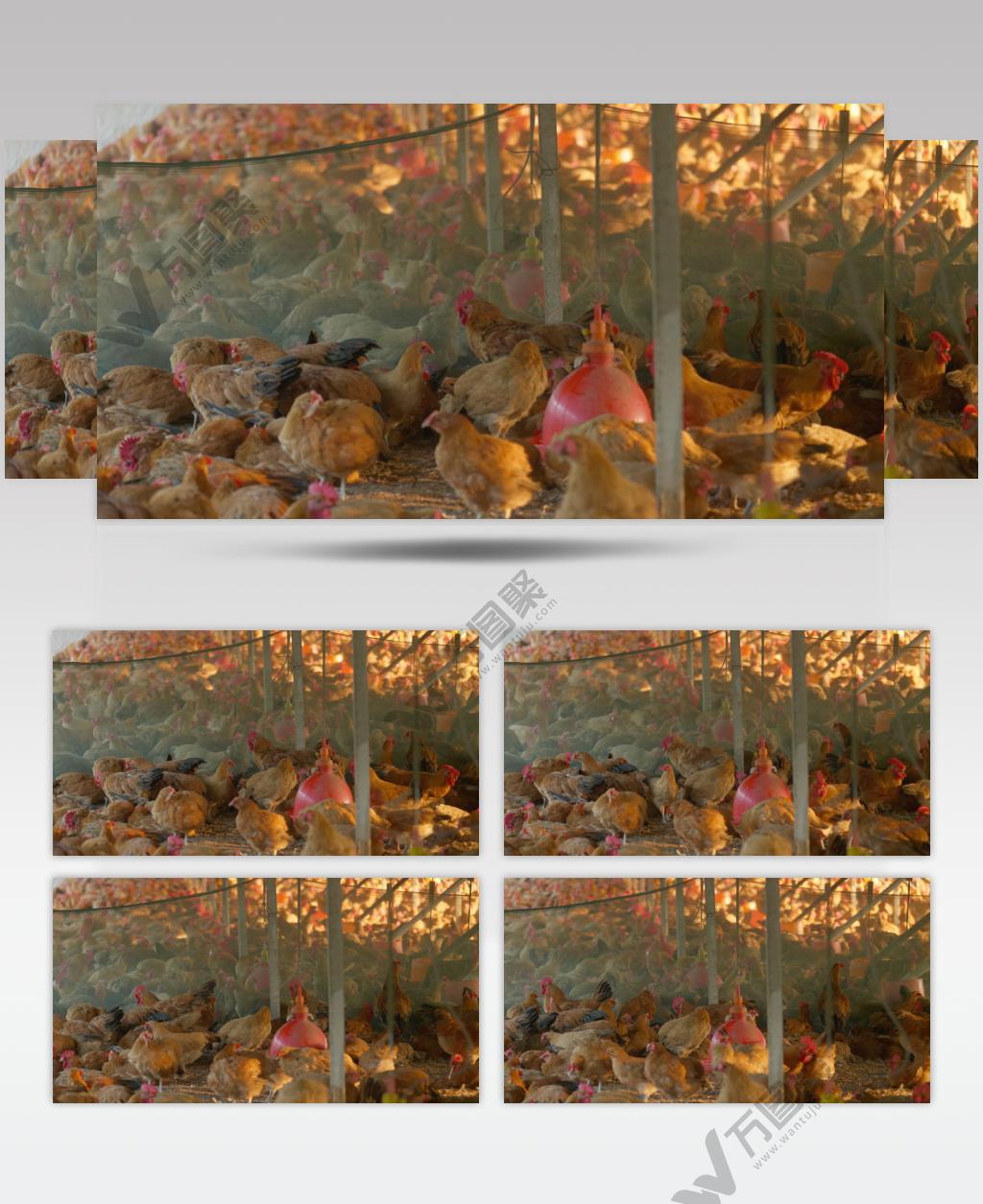 农村养鸡场鸡舍家禽三农扶贫