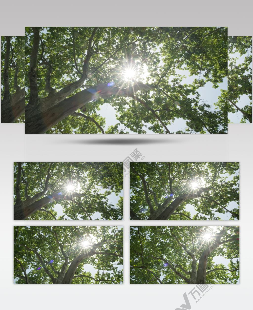 夏天森林明媚阳光刺眼星芒