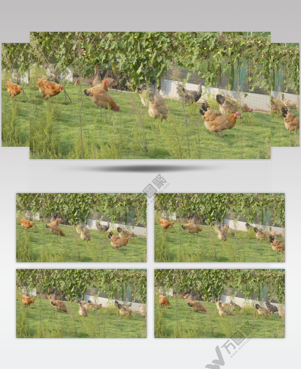 柴鸡笨鸡土鸡老母鸡三黄鸡