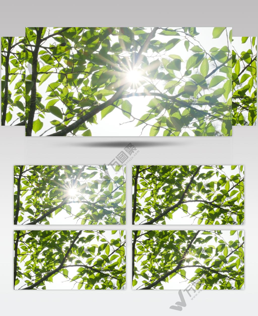 春天森林树叶阳光逆光星芒