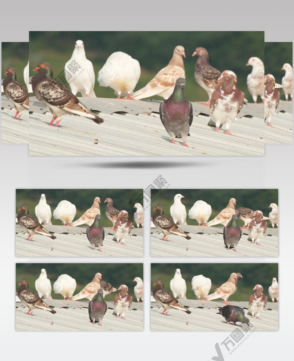 夏天屋顶农民饲养的家鸽子