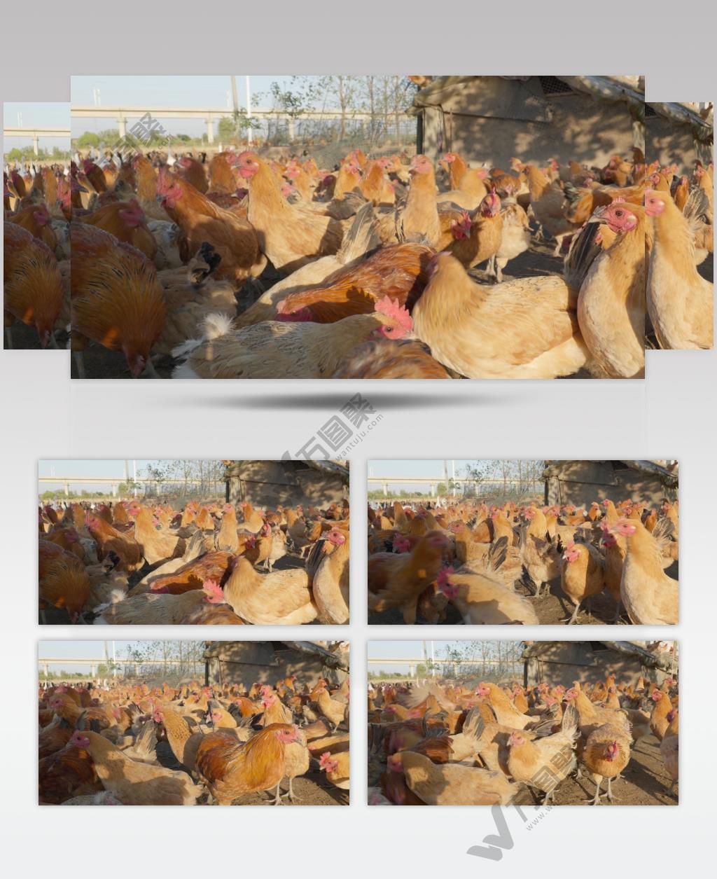 农村养鸡厂散养鸡鸭鹅家禽