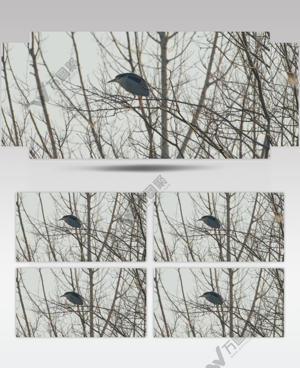 冬天农村枯树枝上夜鹭鸟类