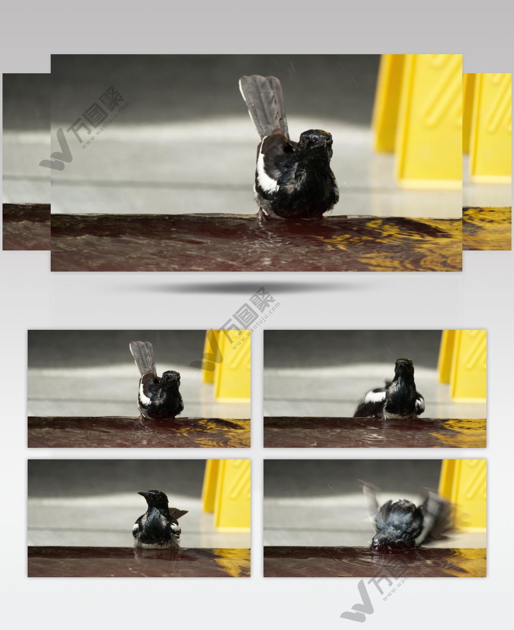 夏天中午喜鹊洗澡乌鸦鸟类