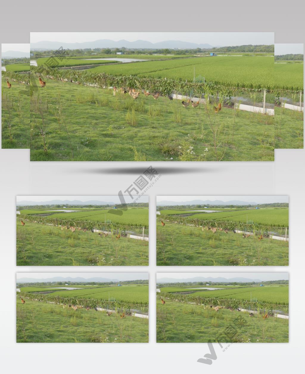 农村风景水稻田野柴鸡远山