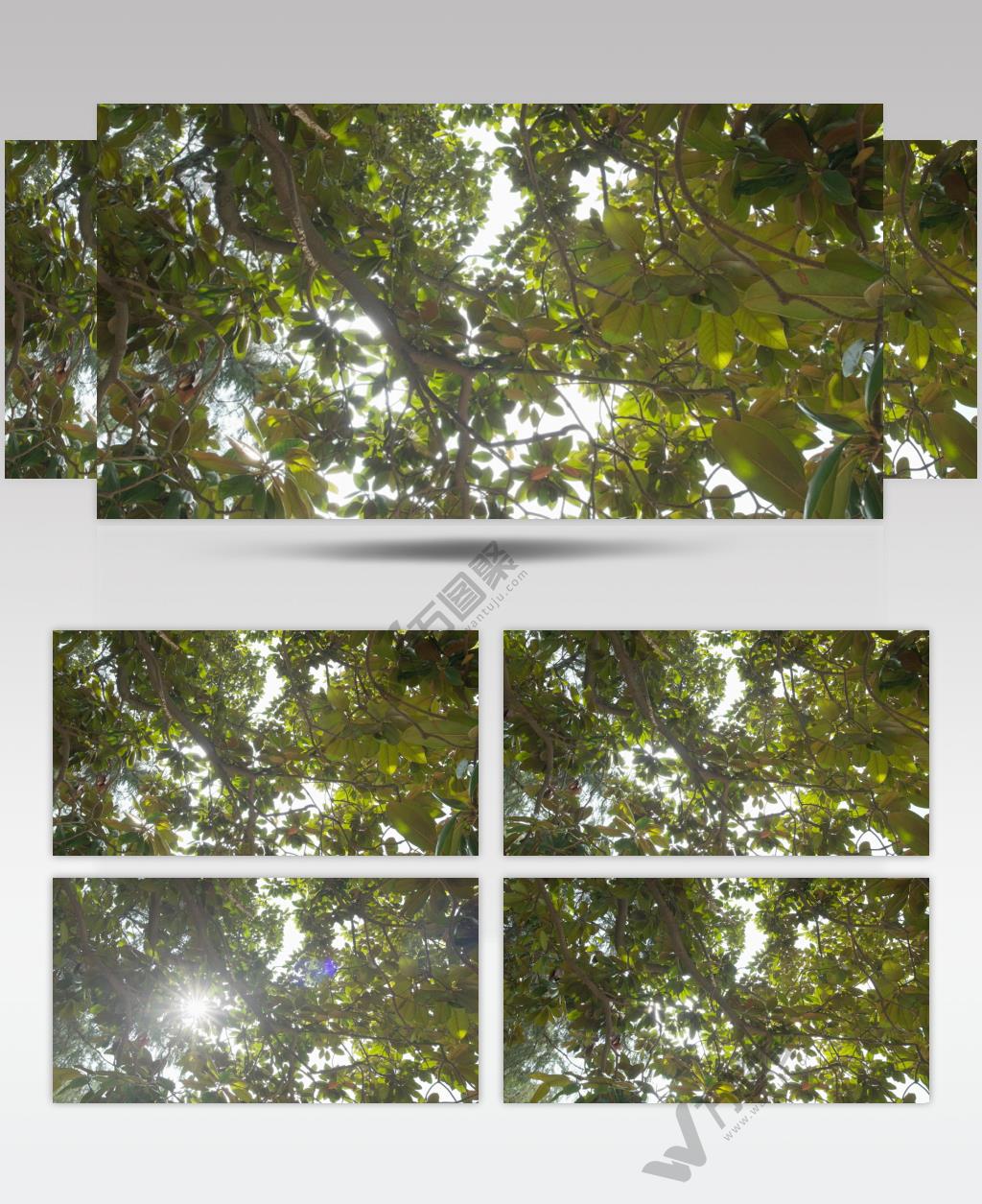 夏天森林树叶玉兰花阳光星芒