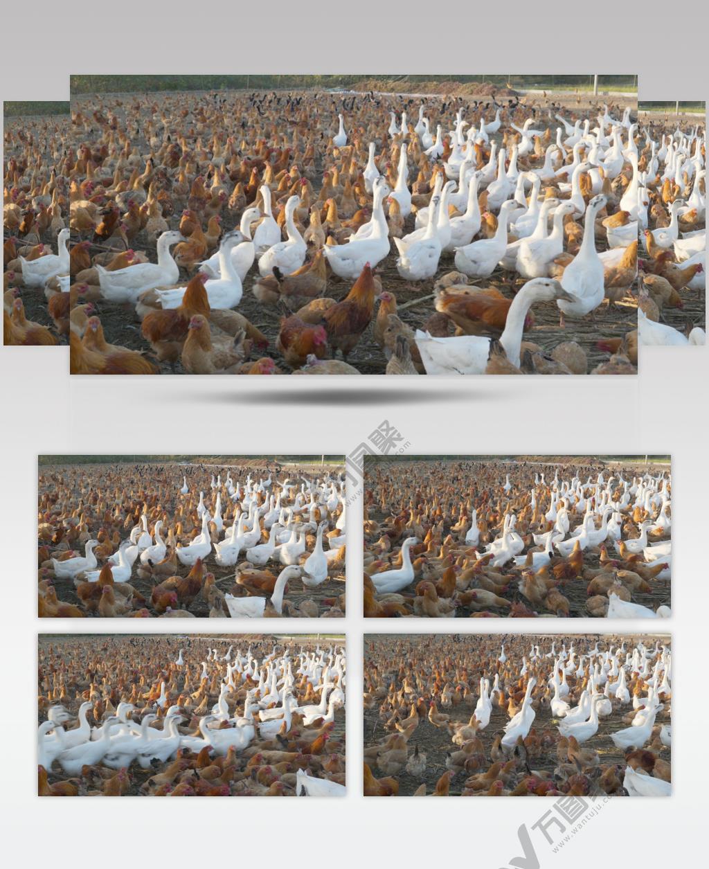 农村养鸡场养鸭场养鹅厂家禽