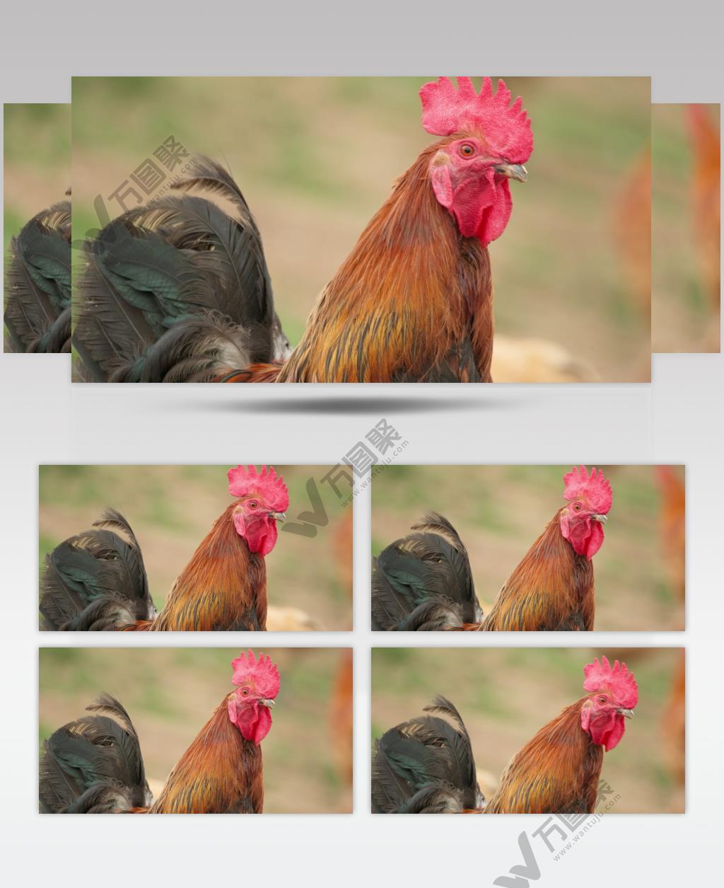 散养放养大公鸡冠羽毛柴鸡