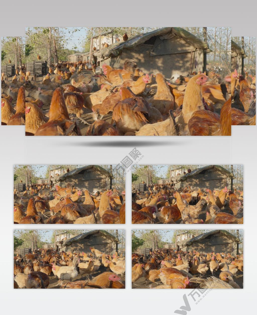 乡村养鸡厂鸡鸭鹅家禽三农