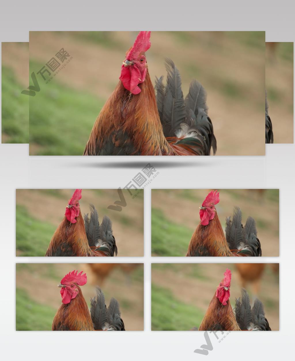 农村散养大公鸡土鸡柴鸡冠