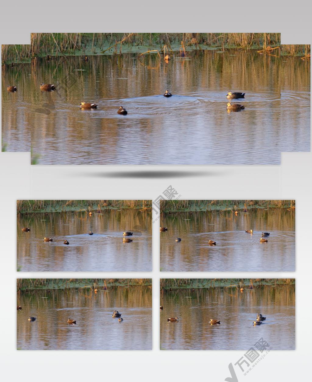秋天湿地沼泽池塘野生斑嘴鸭子