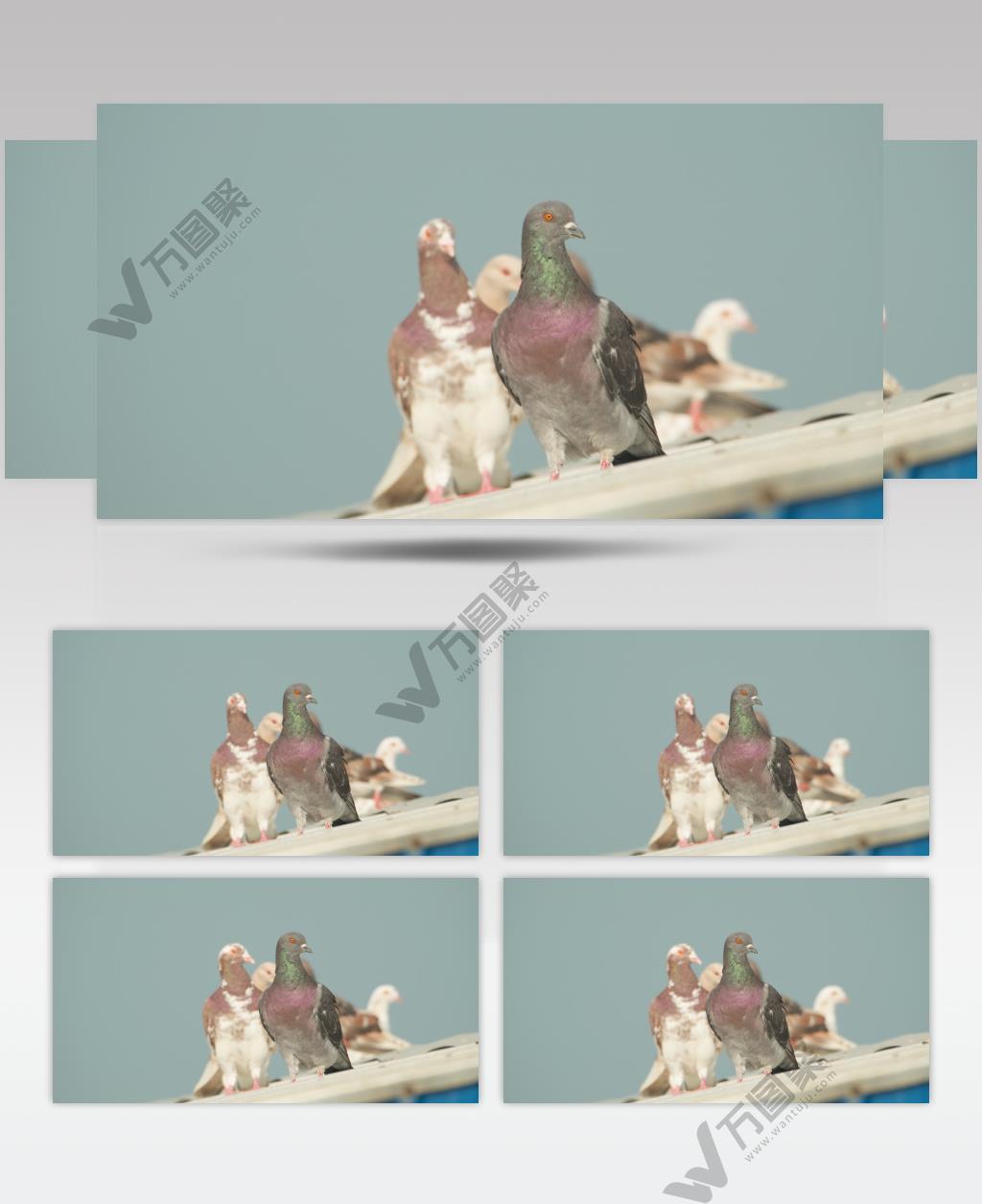 夏天农村农民养殖的家鸽子