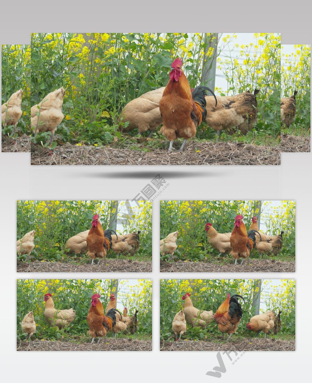 正宗散养大公鸡母鸡家禽觅食