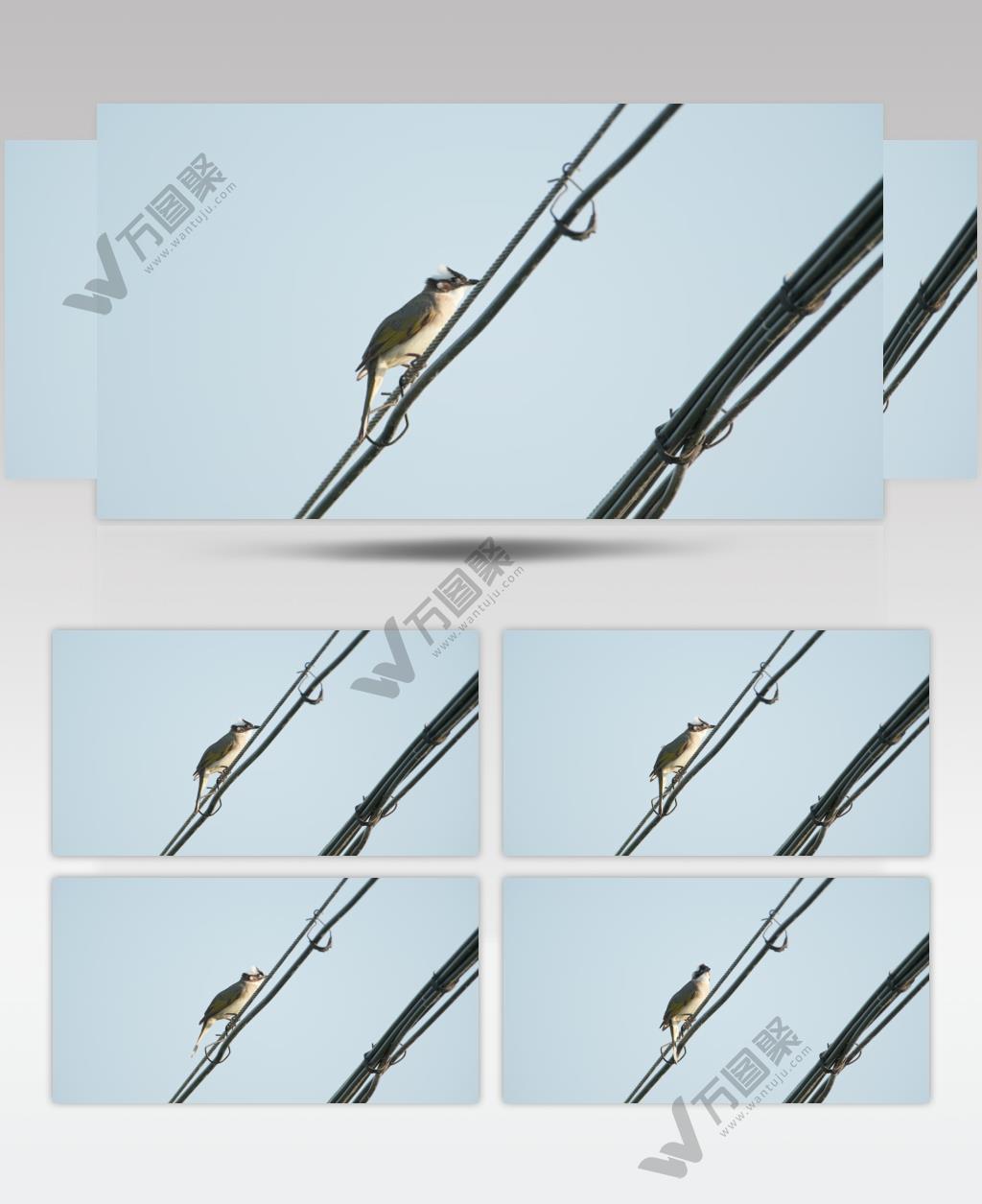 春天清晨日出电线白头鹎鸣叫