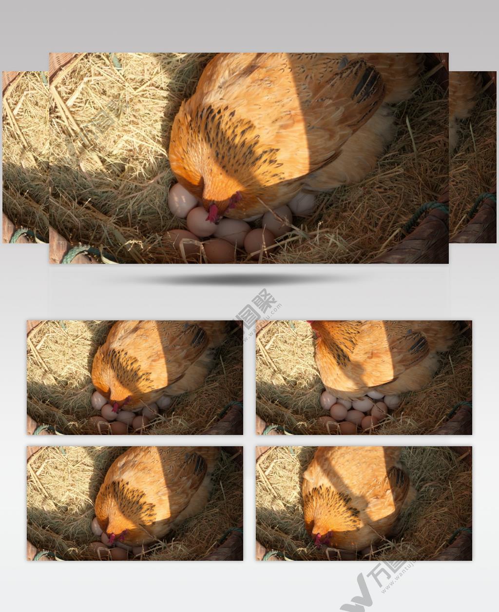农村正宗散养土鸡老母鸡孵蛋
