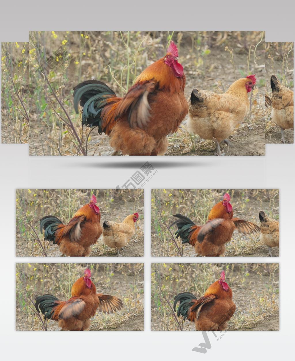 农村散养大公鸡挥动翅膀升格