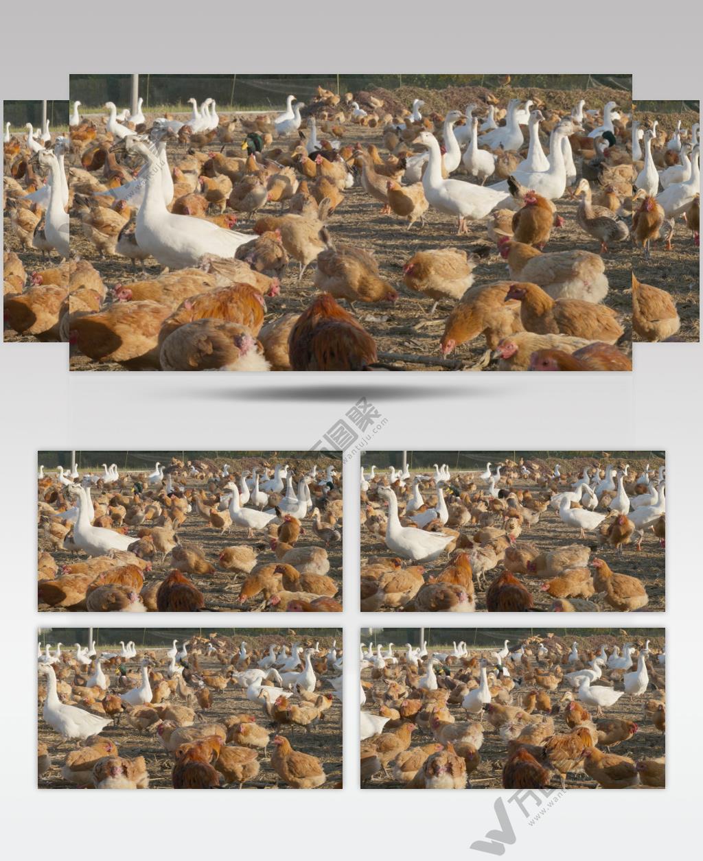 三农扶贫农民饲养散养鸡鸭鹅