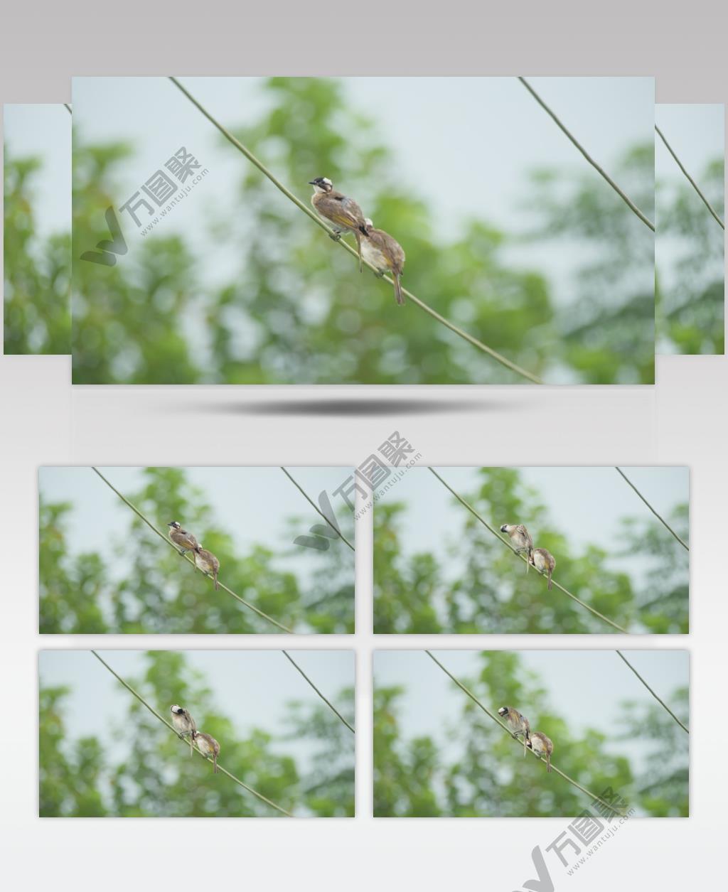 春天清晨阴天一对小鸟白头鹎