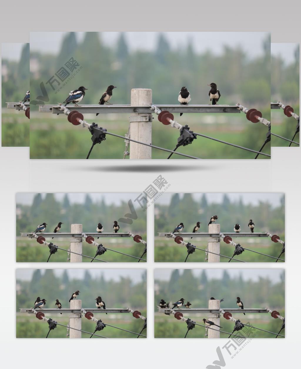 春天农村高压电线杆几只喜鹊