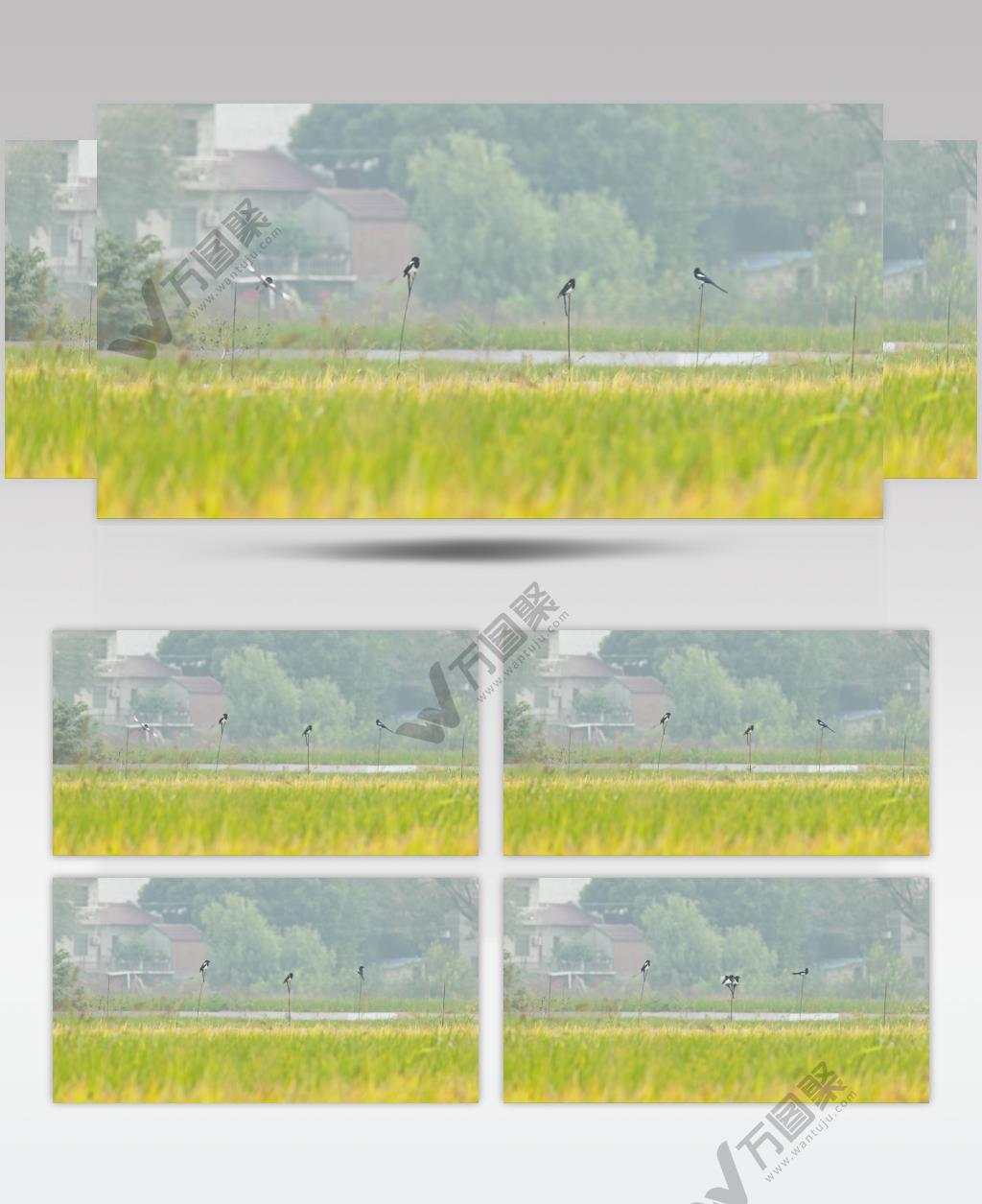 农村夏天庄稼水稻田野喜鹊
