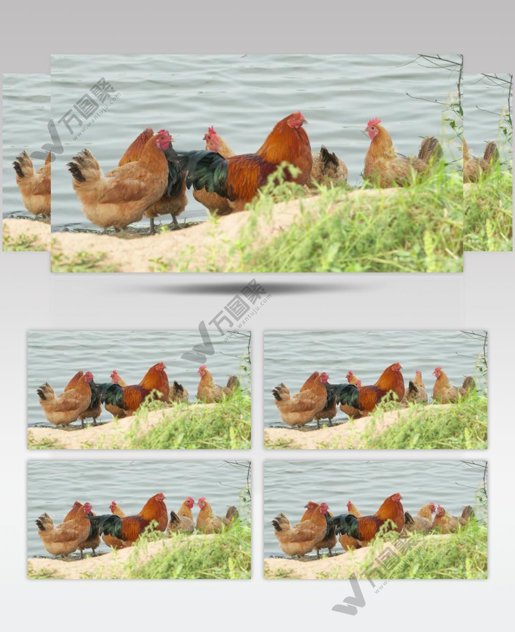 农村河畔散养土鸡老鸡大公鸡