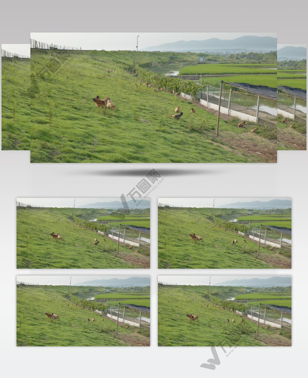 农村散养土鸡柴鸡远山稻田