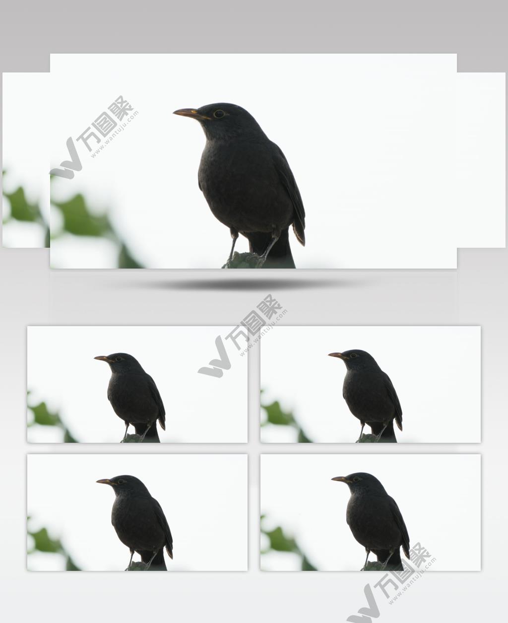 一只鸟在树枝上休息乌鸦乌鸫