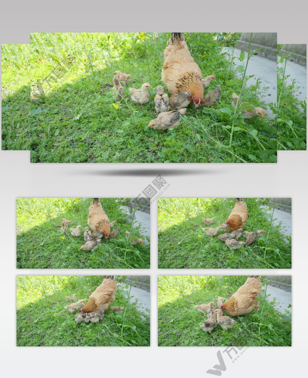 老母鸡带着刚出生小鸡苗觅食