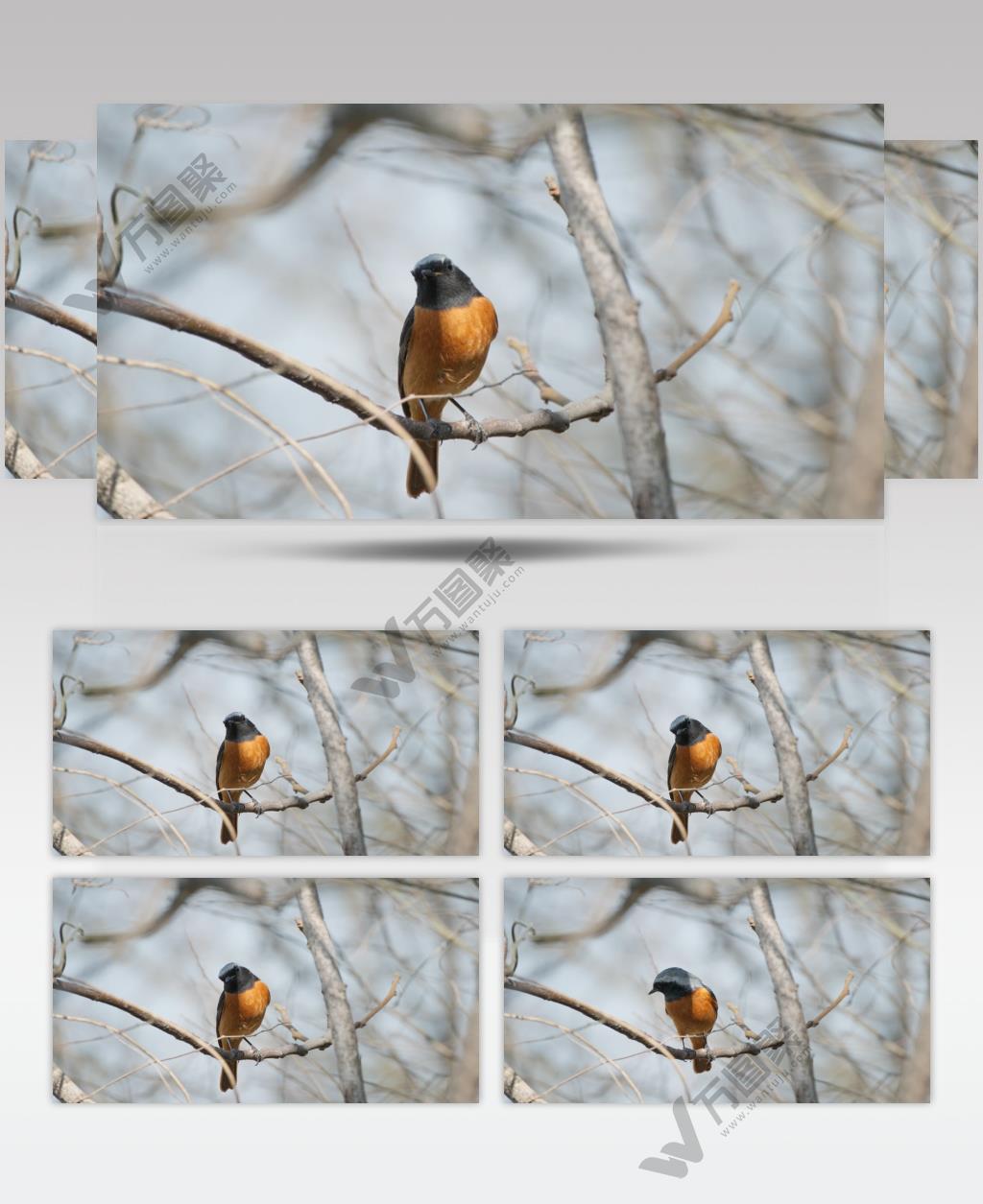 冬末初春天枝头小鸟红尾鸲