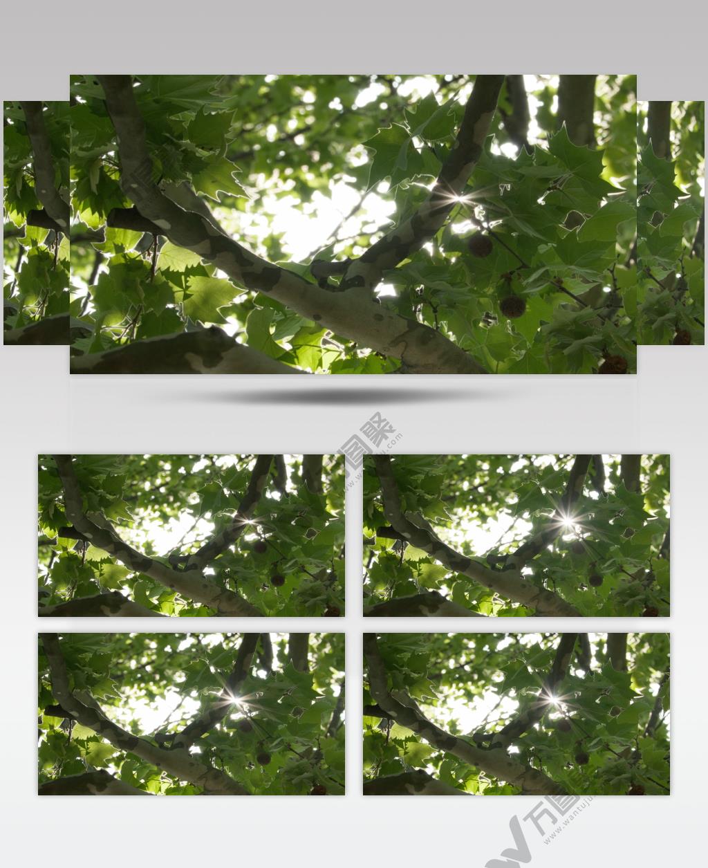 三球悬铃木夏天树叶阳光星芒